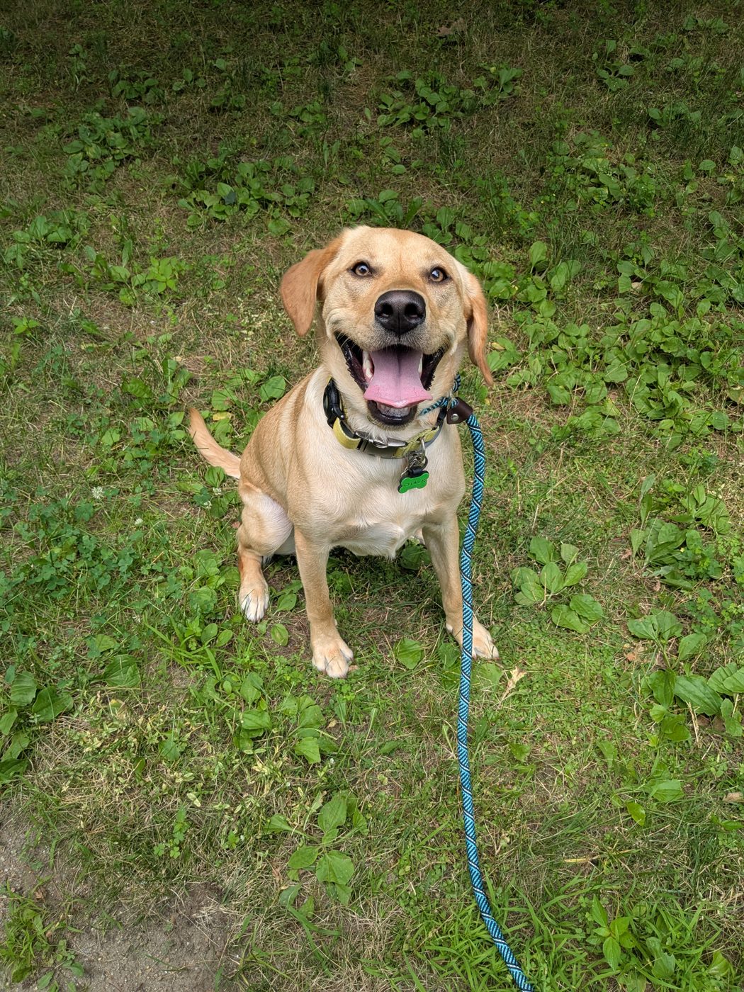 Clover, Balanced Bond's first pack member
